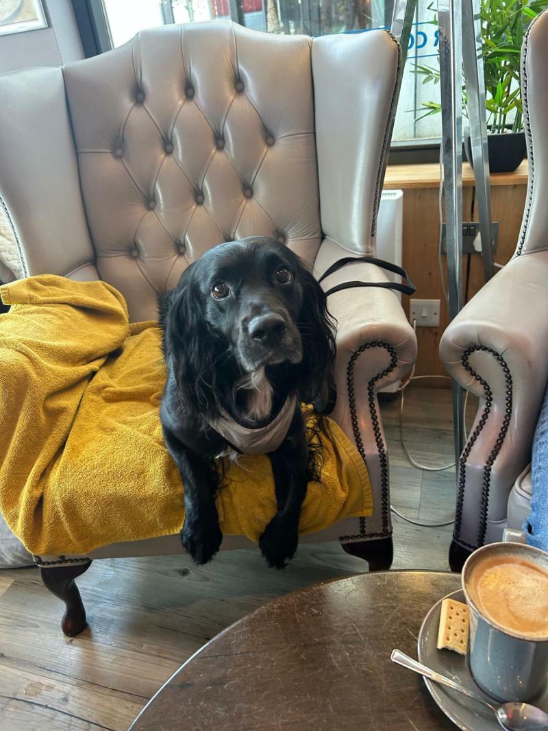 Local pup Stanley, relaxing at The Lighthouse Cafe Bar in Torquay