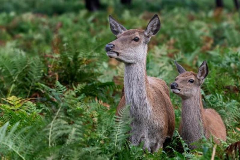 (Image: Devon & Cornwall Police)