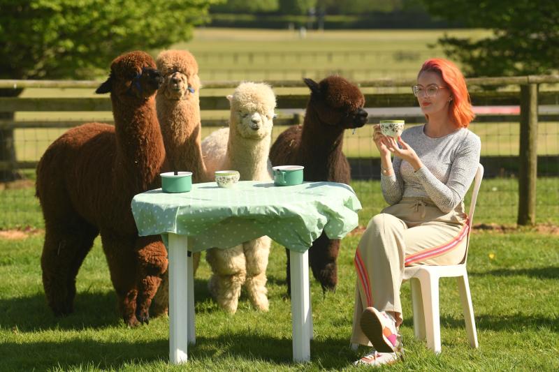 Alpaca Café to debut this May