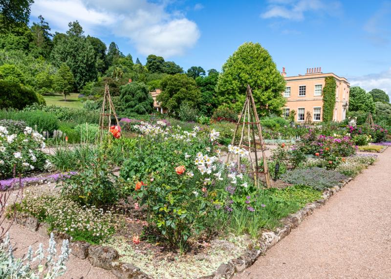 Killerton garden in Devon bursts with must-see summer 'showstoppers'