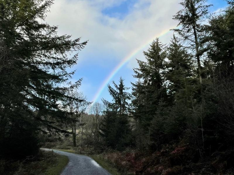 Pine Martins have been spotted in Haldon Forest