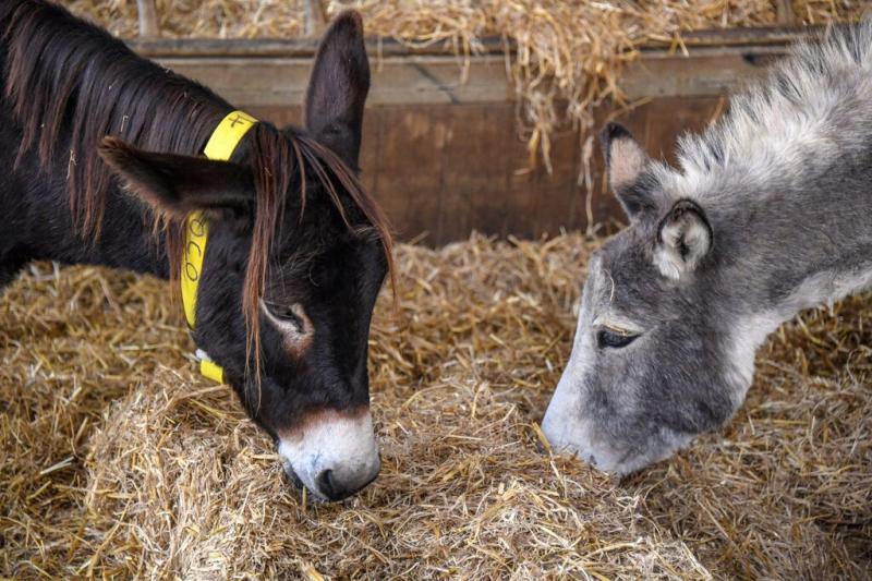 Exeter charity helps rescue donkeys in UK's largest ever animal welfare operation 