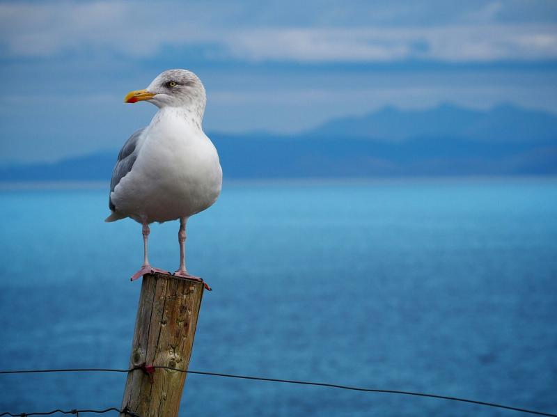 Exeter study uncovers surprising trick that stops seagulls stealing food
