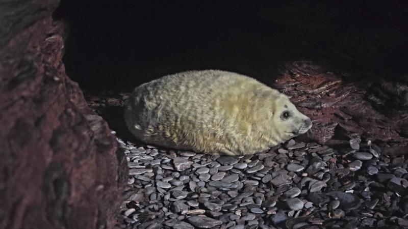 Torbay's first ever grey seal pup discovered in hidden sea cave