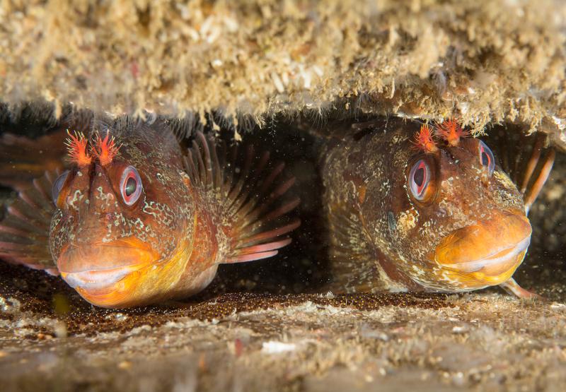 Tompot blenny RL 1506 50 pair RJ2 Paul Naylor marinephoto
