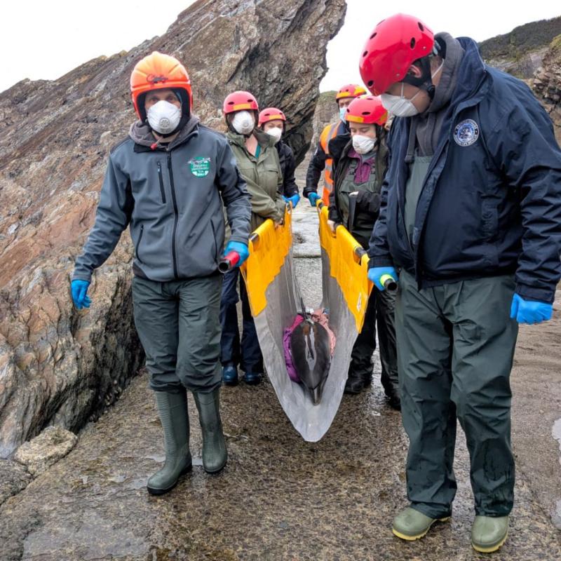 Combe Martin dolphin credit BDMLR-Annie Brogden