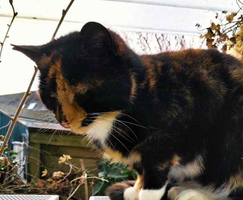 WB cat Rosie 1 credit WB School