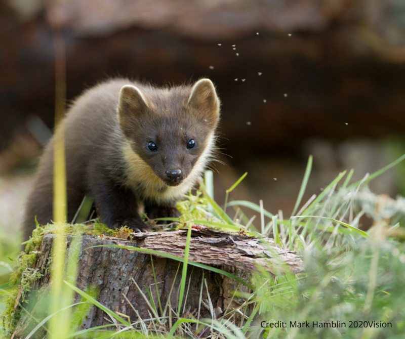 Pine marten credit Mark Hamblin