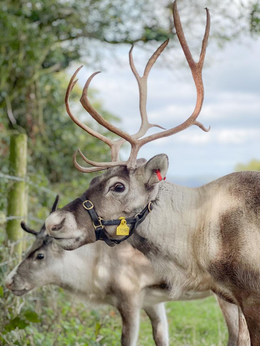 Reindeer at Cotley Farm 