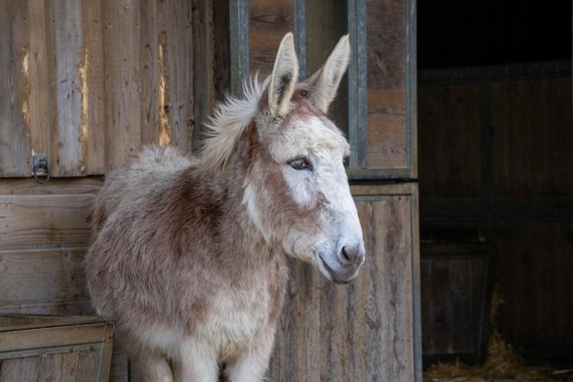  Strawberry&rsquo;s Hoofprint Trail at the Donkey Sanctuary 