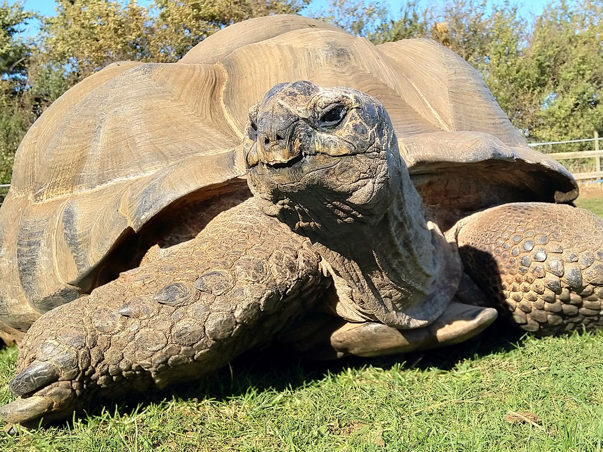 Giant tortoise 