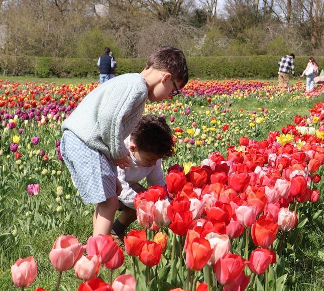 Tulip Fest at Darts Farm